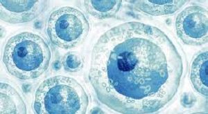 Human cell types are produced by stem cell
