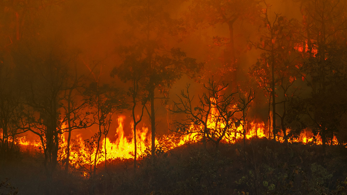 According to a study, isolated, severe forest fires can have an international influence.